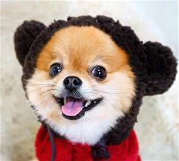 狗狗是经过什么去交流的？