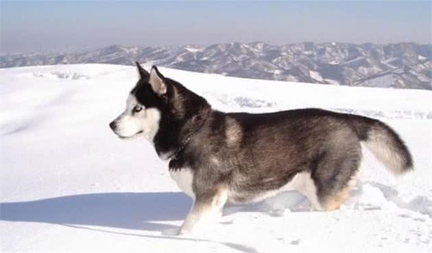 阿拉斯加雪橇犬为什么在中国如此受欢迎？