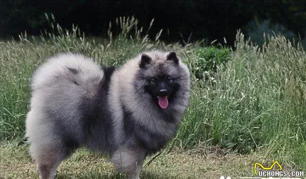 荷兰毛狮犬掉毛程度掉毛情况其实不严重