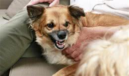 狗狗咬人的6点原因，你们知道吗？不要再挑战狗狗底线了