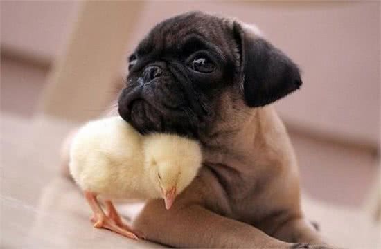 巴哥犬的这5大优点，让许多宠主们接受了它这“重味”缺陷