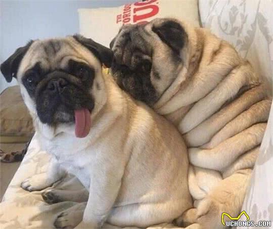 巴哥犬的这5大优点，让许多宠主们接受了它这“重味”缺陷
