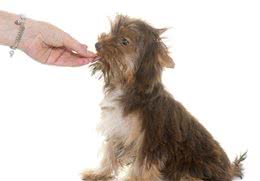 宠物养护知识：狗狗零食挑选的钢铁准则，只要有一个不符合就不买