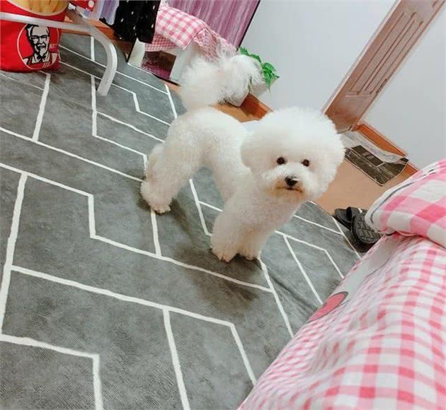 养宠小知识：解析，狗狗身体消瘦但精神很好的几个原因