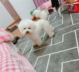 养宠小知识：解析，狗狗身体消瘦但精神很好的几个原因