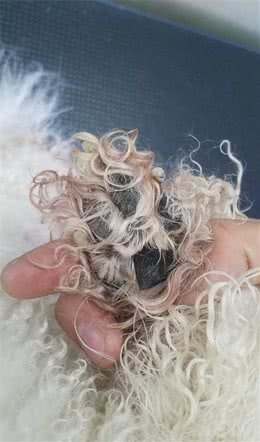 怎样给狗狗洗澡