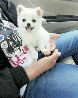自己亲力亲为养过两只小狗，言传养狗小经验！