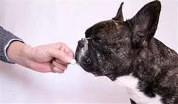 狗狗驱虫讲究多，这4大禁忌，宠主不要再犯了