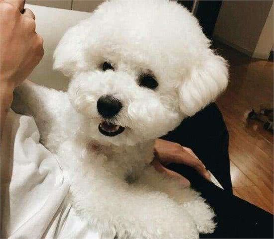 比熊犬什么时候需要补充益生菌？这5种情况，你不能忽视