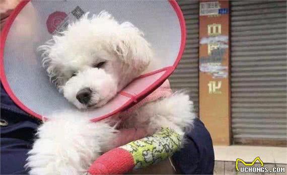 比熊犬什么时候需要补充益生菌？这5种情况，你不能忽视