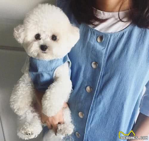 比熊犬什么时候需要补充益生菌？这5种情况，你不能忽视