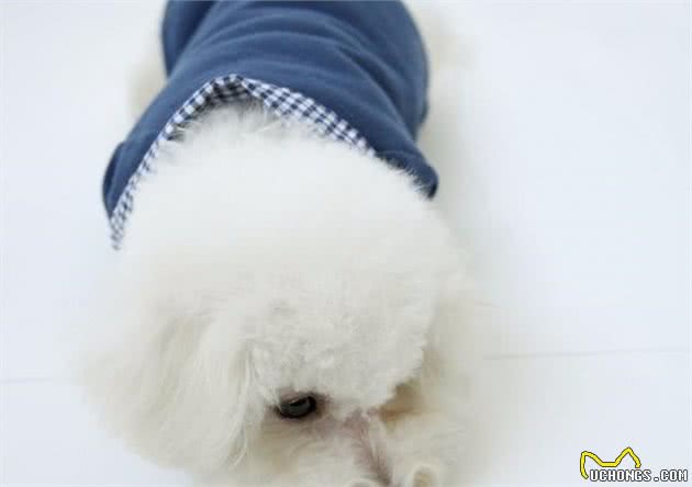 比熊犬什么时候需要补充益生菌？这5种情况，你不能忽视