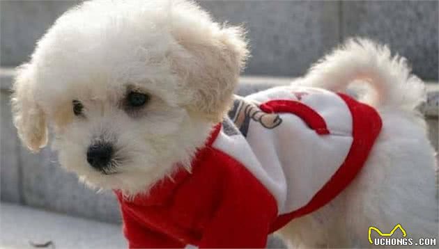 比熊犬什么时候需要补充益生菌？这5种情况，你不能忽视