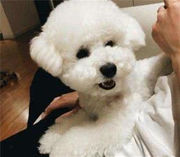 比熊犬什么时候需要补充益生菌？这5种情况，你不能忽视