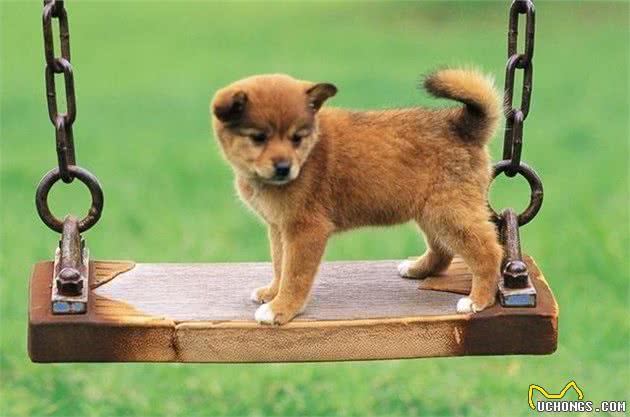 养犬知识：除了犬粮，狗狗能够吃这7种食物，营养更充足