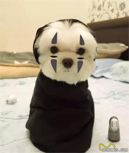 狗狗天生会游泳？！是谁告诉你的
