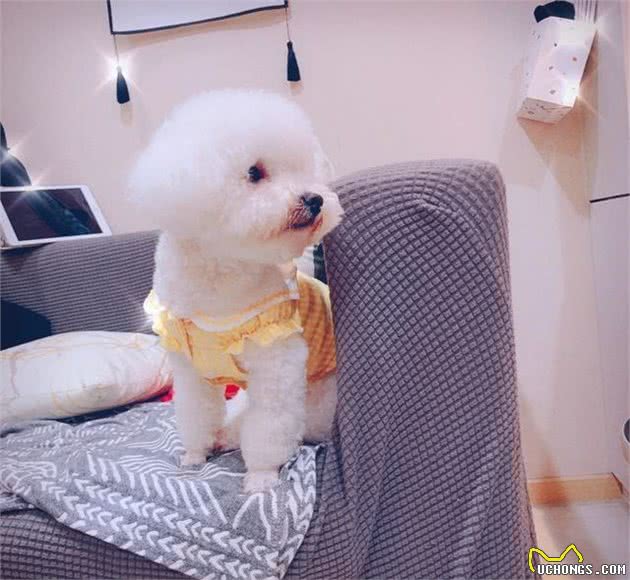 狗狗感冒的5种症状，铲屎官都要了解