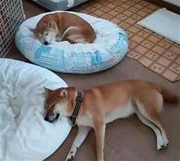 狗狗为啥不爱睡狗窝？原因是这5点