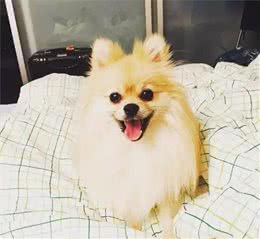 发现“狗狗流泪”可不是小事，各位铲屎官们可千万要注意啦！