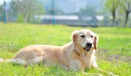 金毛犬产后护理的4个常识