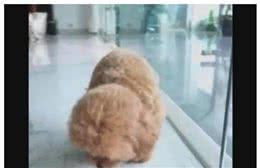 主人惩罚调皮狗狗，手段让人不由得想笑！