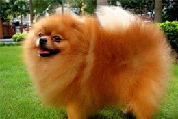 犬种百科之博美犬