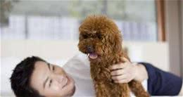 泰迪犬的“6大优点”，难怪养的人这么多，一点都不过分