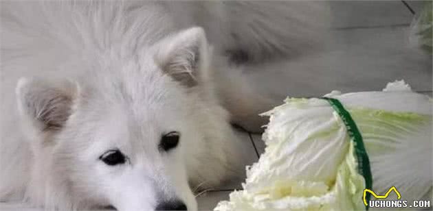 这8种食物狗狗都能吃，不妨都喂一喂，反正又不贵