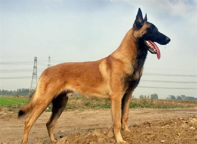 护卫能力最出色的5大猛犬,养一只在家,让你有十足安全感