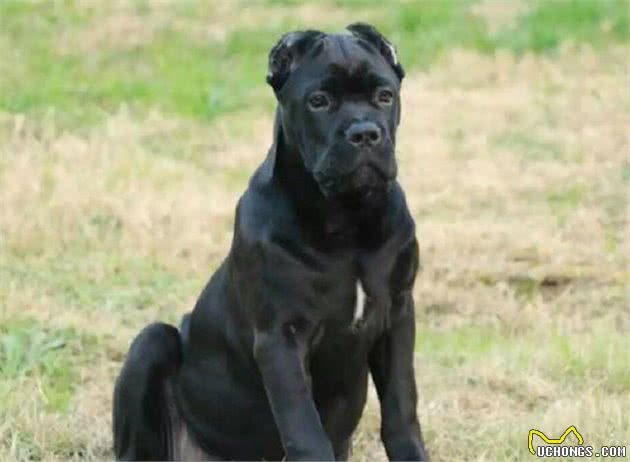 护卫能力最出色的5大猛犬,养一只在家,让你有十足安全感