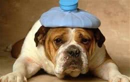 狗狗生病会有这些表现，主人早发现，狗狗早日远离生命威胁