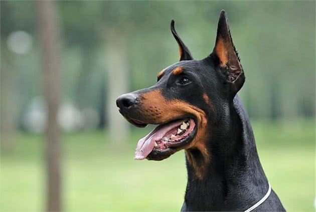 一向不苟言笑的宠物界的健美冠军—杜宾犬