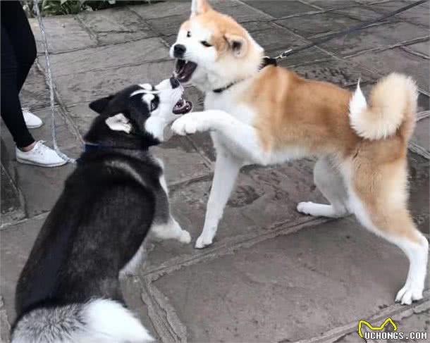 犬的品种介绍图鉴3期—哈士奇