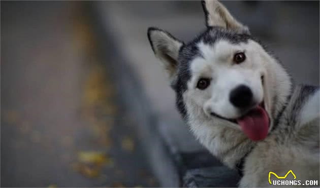犬的品种介绍图鉴3期—哈士奇