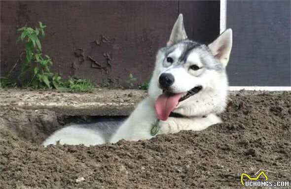 犬的品种介绍图鉴3期—哈士奇