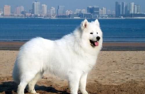 世界犬种智商排行，哈士奇犬45名