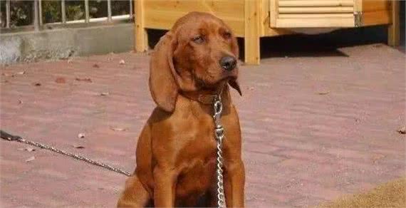 世界三大动物嗅觉排行榜，寻血猎犬能追踪超过14天的气味