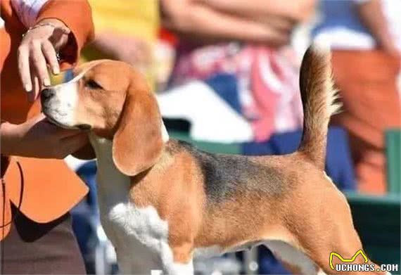 世界三大动物嗅觉排行榜，寻血猎犬能追踪超过14天的气味