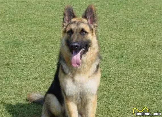 世界三大动物嗅觉排行榜，寻血猎犬能追踪超过14天的气味