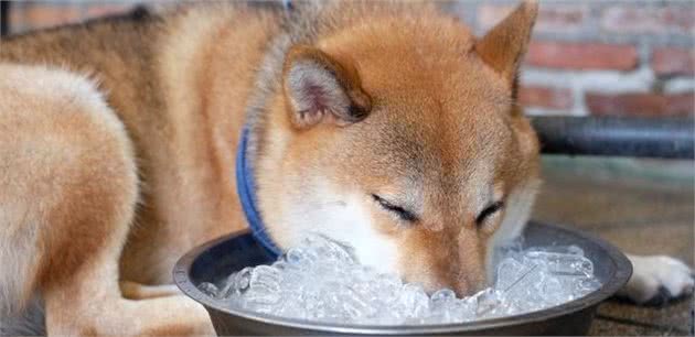 夏天狗狗变得没食欲，常常不吃饭！主人该怎么治它们？
