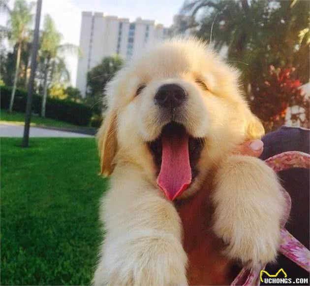 纯种金毛犬有7个特点，不少人养的都是串，你家的“够纯”吗？