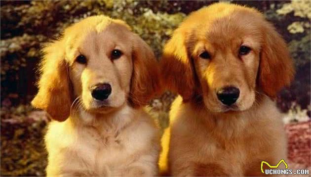 纯种金毛犬有7个特点，不少人养的都是串，你家的“够纯”吗？