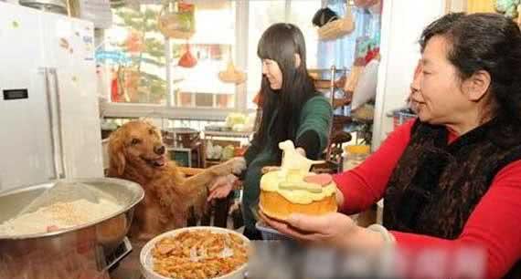 自制狗零食一年卖出70万?看来无添加产品很受欢迎嘛!