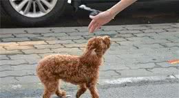 狗狗走丢了？不必慌！你能够用这5个方法找回爱犬