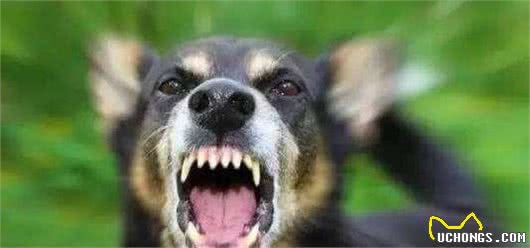 有在养狗的人注意啦，狗狗狂犬病的5大先兆！看到要小心！