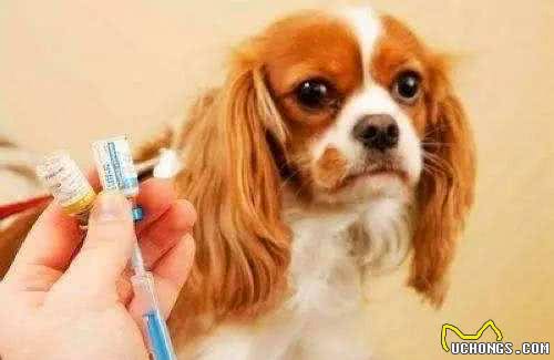 有在养狗的人注意啦，狗狗狂犬病的5大先兆！看到要小心！