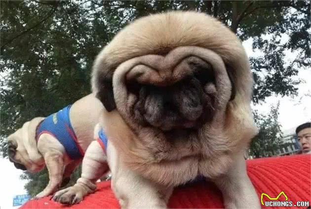 你见过纯种巴哥犬吗