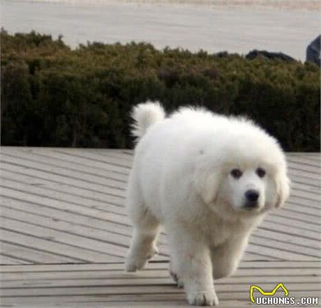 购买大白熊犬不可随便，要做足功课—老手给你来支招