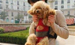 养一只“泰迪犬”是什么感受？宠主：容易被气哭