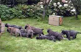 马士提夫犬好养吗大型犬要注意补钙的问题